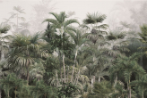 Фотообои Тропический лес в интерьере. Вариант 