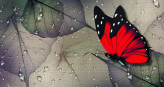 Фотошпалери Великий червоний метелик в интерьере. Вариант 