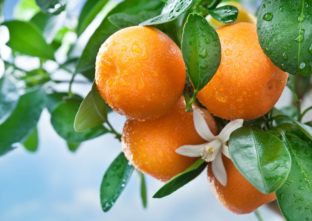 Фотошпалери Апельсинове дерево
