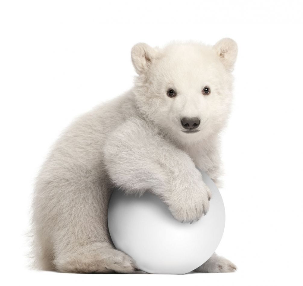 Фотообои Белый медвежонок с мячом