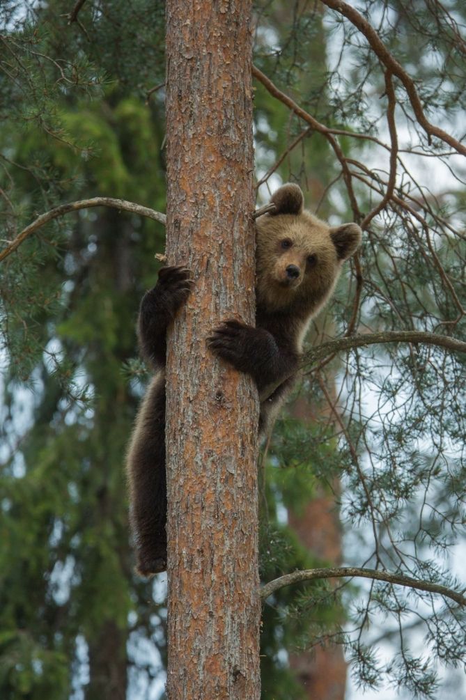 Фотошпалери Ведмідь на дереві