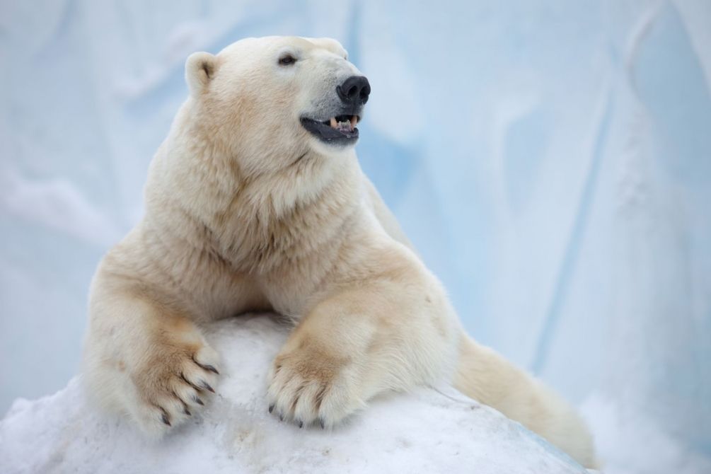 Фотообои Белый медведь на льду