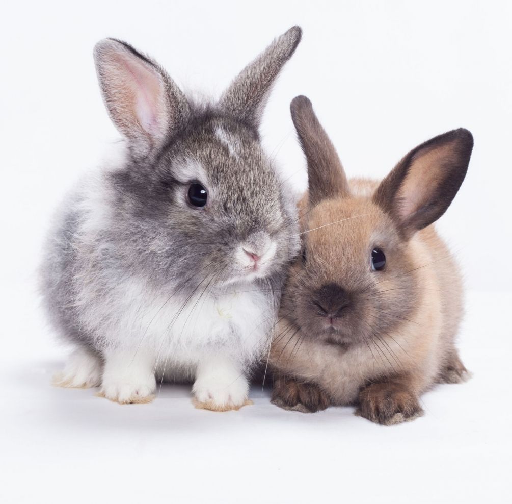 Фотообои Серый и коричневый кролики