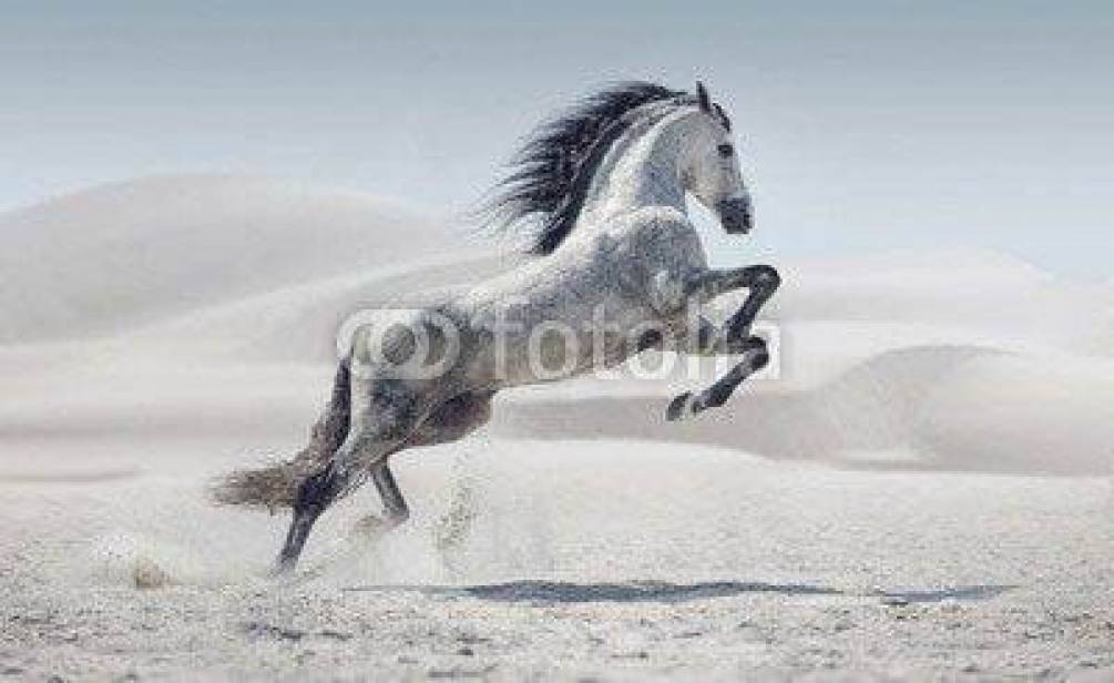 Фотообои Лошадь прыгает
