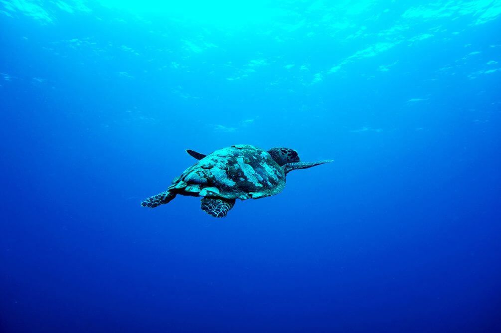 Фотошпалери Черепаха в море