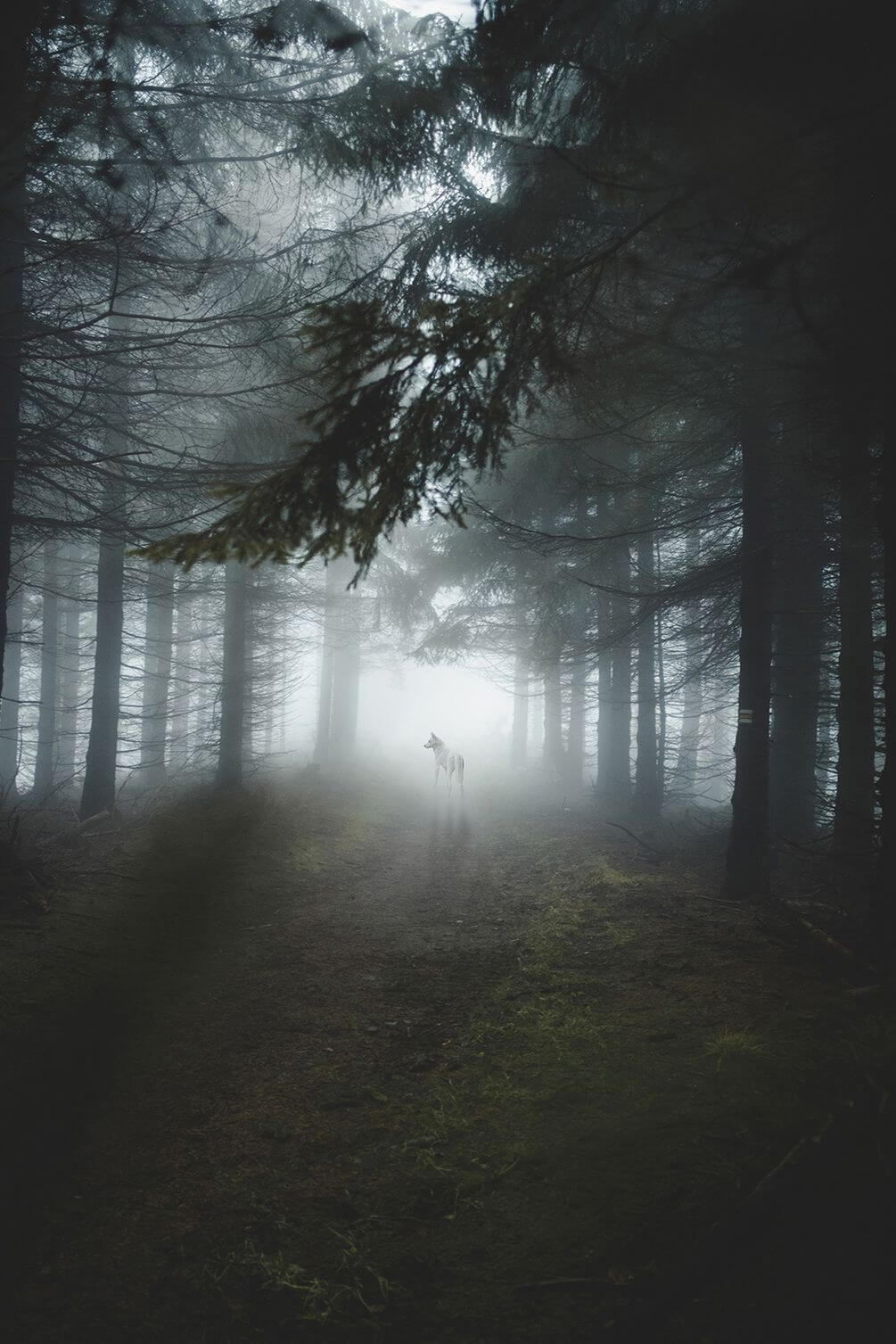 Фотошпалери Білий вовк в лісі