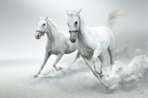 белые лошади кони галоп