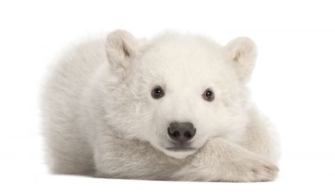 ссавець хребетні полярний ведмідь ведмідь білий ніс хижак морда хутро дикої природи арктичний каніди