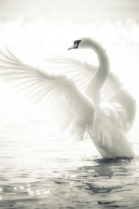 птица белый лебедь озеро лебеди