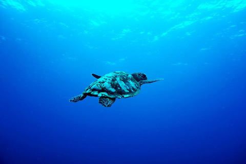 черепаха плывет в море