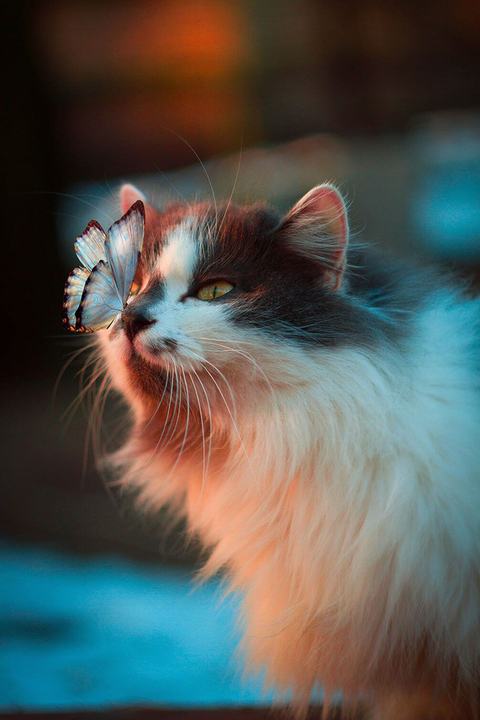 кішка вуса маленькі і середні коти felidae вираз обличчя ніс кошеня хижак морда око норвезька лісова