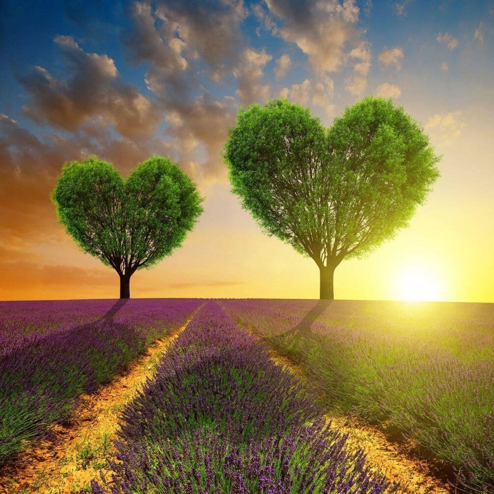 Фотообои Деревья в форме сердца, лаванда, рассвет