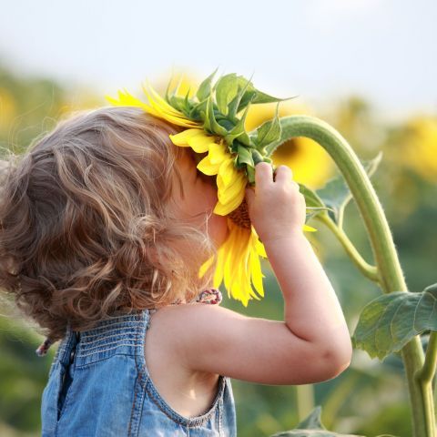жовтий дитина соняшник квітка Рослина малюк літо посмішка нюх головний убір щасливі вухо Вегетаріанс