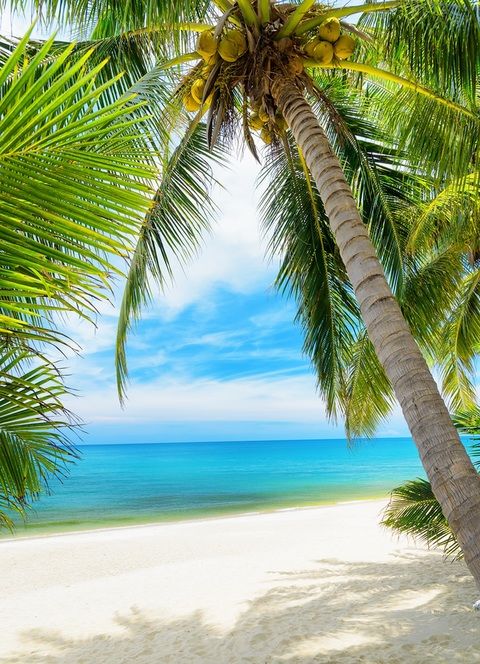 дерево тропіки природи Пальма небо Кариби рослинність елей скалі відпустка деревна рослина бірюзовий