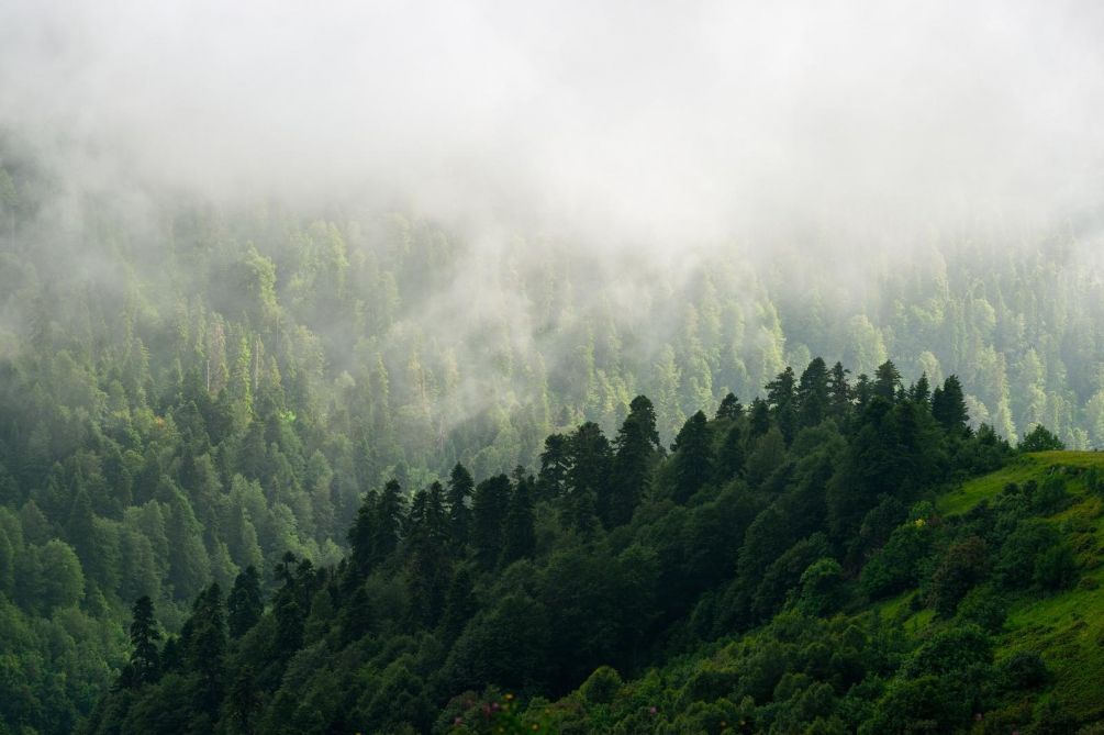 Фотообои Туман над лесом в горах