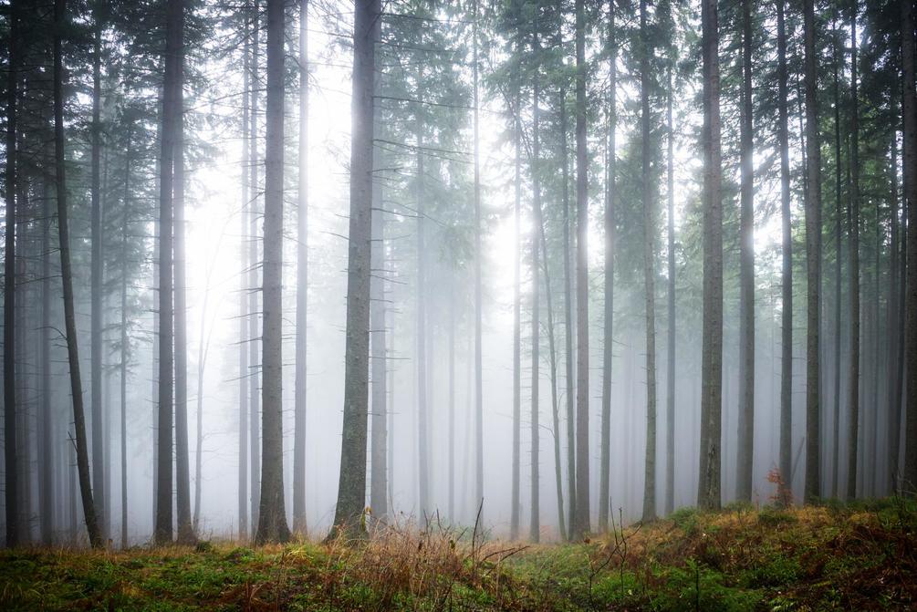 Фотообои Туманное утро в лесу