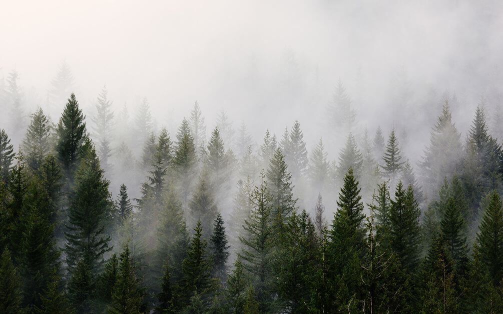 Фотообои Туман в верхушках сосен