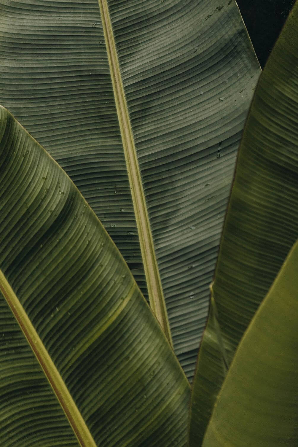 Фотообои Листья банана