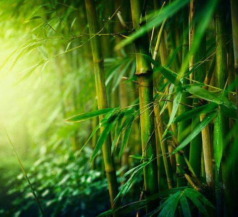 бамбук зелень