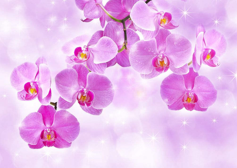 Фотошпалери рожева орхідея