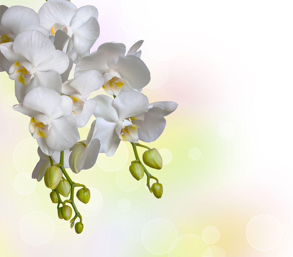 Фотошпалери Біла орхідея