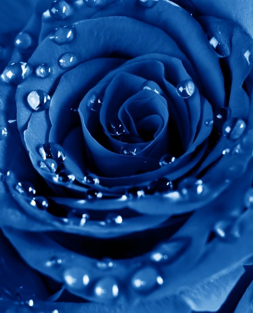 Фотообои Синяя роза с каплями росы