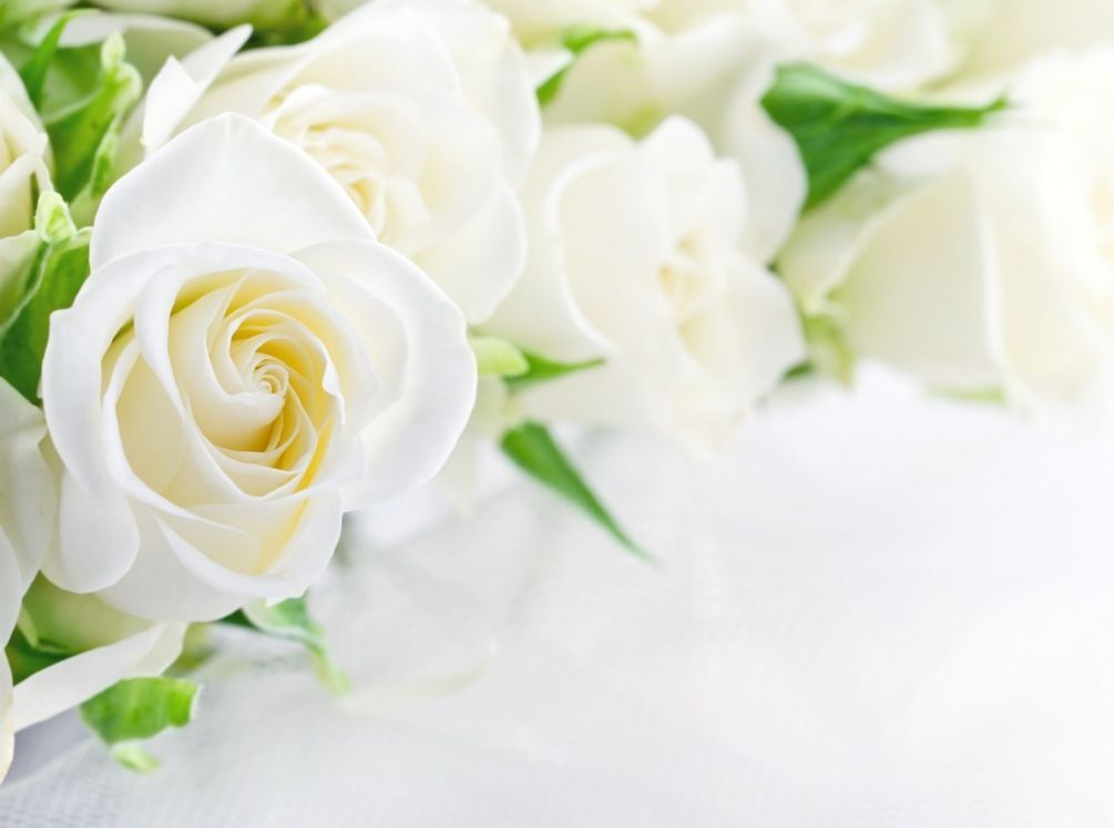 Фотошпалери Букет білих троянд