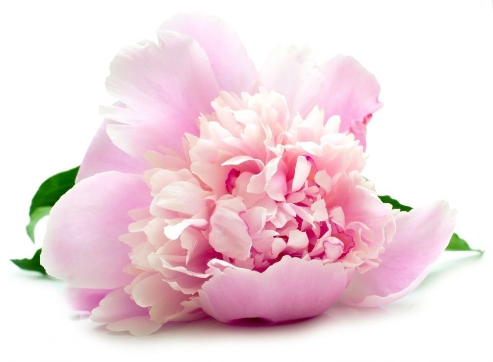 Фотообои Розовый цветок