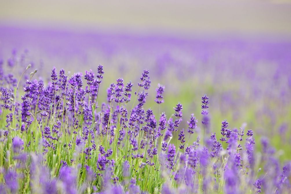 Фотообои Сиреневые полевые цветы