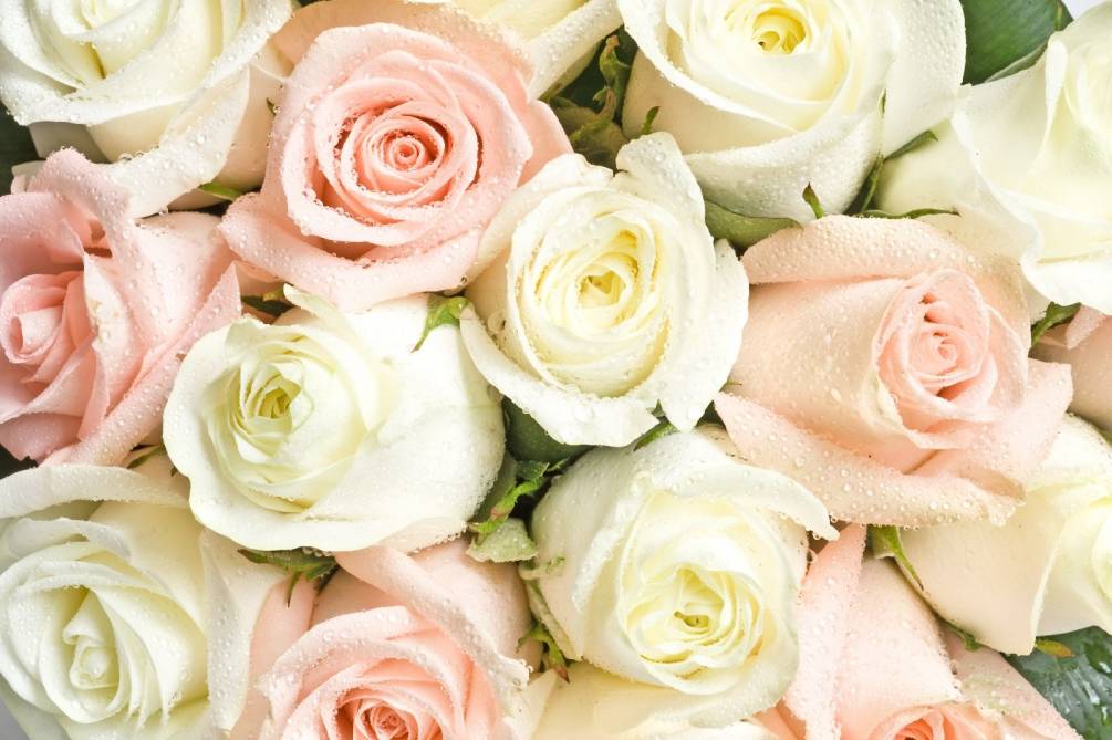 Фотошпалери Білі і рожеві троянди