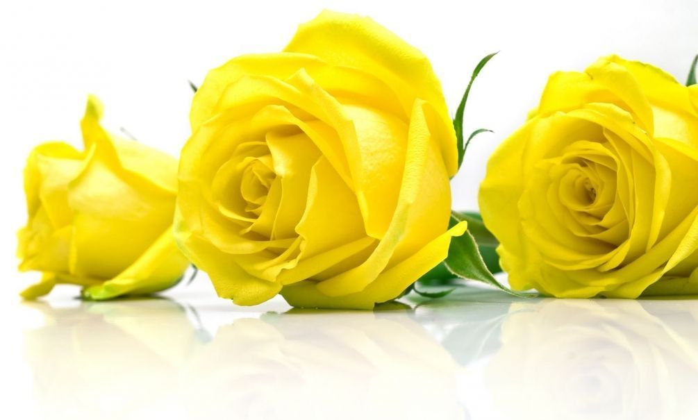 Фотошпалери Три жовті троянди