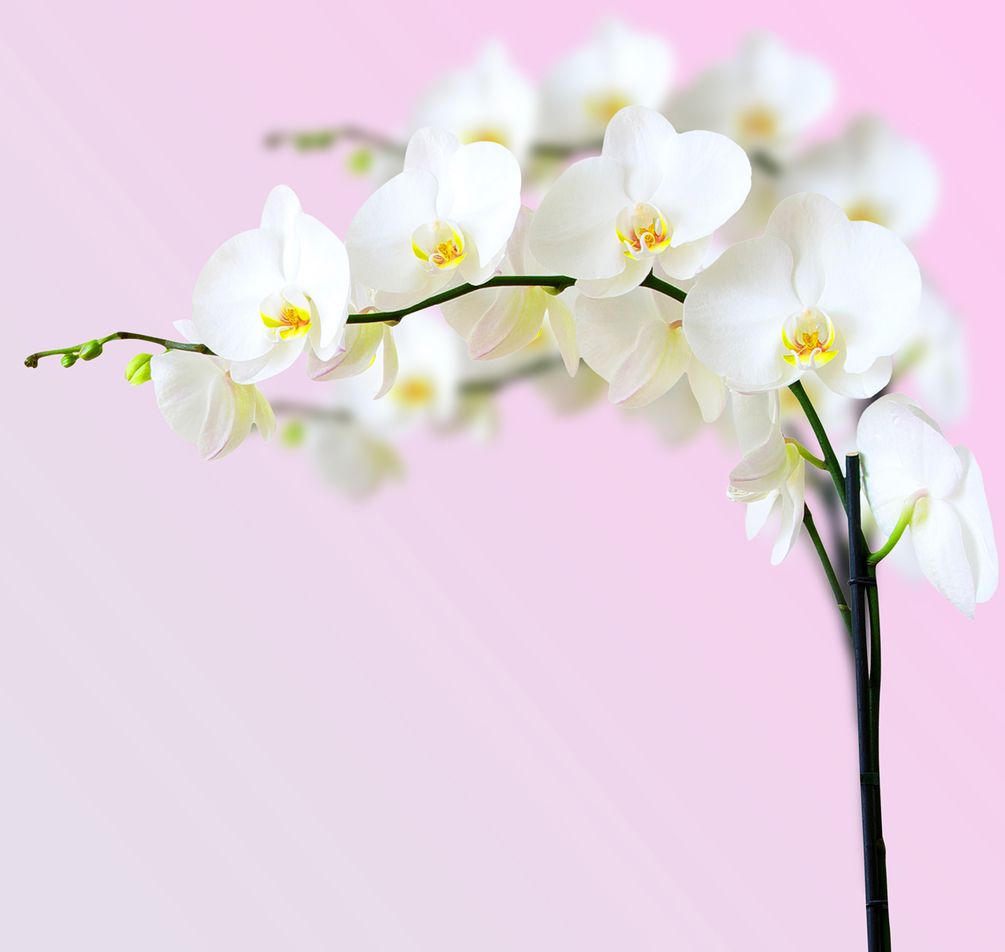Фотообои Белоснежные орхидеи