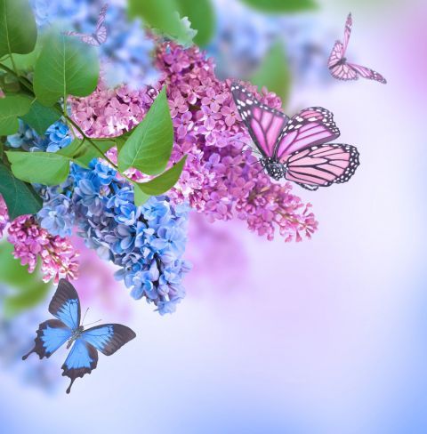 бузковий метелик блакитний комаха квітка лаванда рожевий молі та метелики фіолетовий фіолетовий Росл