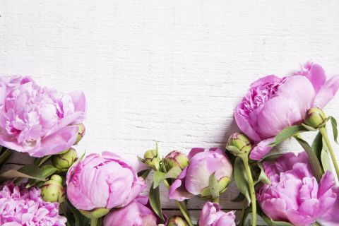 квітка квітуча рослина пелюстка рожевий звичайний півонія Рослина півонія зрізані квіти фіолетовий r