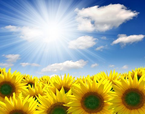 небо соняшник квітка жовтий денний поле Рослина квітуча рослина хмара літо краєвид ромашка ромашка а