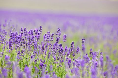 квітуча рослина англійська лаванда лаванда квітка фіолетовий французька лаванда Рослина фіолетовий л