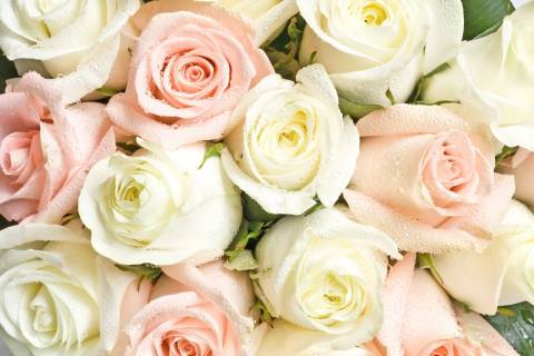 квітка садові троянди квітуча рослина троянда букет зрізані квіти рожевий сім'я троянд Рослина пелюс