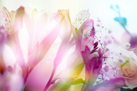 пелюстка квітка рожевий фіолетовий Рослина фіолетовий весна впритул квітуча рослина ботаніка макрозй