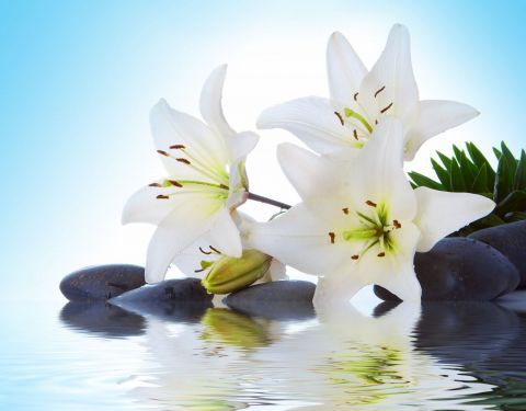 лілія білий пелюстка природи квітка Рослина квітуча рослина ботаніка фотографія натюрмортів родина л