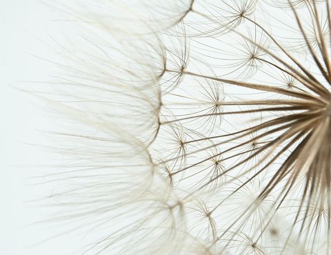 білий кульбаба впритул лінія Рослина макрозйомка фотографії стокова фотографія квітка хутро