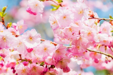 квітка рожевий цвітіння Рослина пелюстка Вишневий цвіт весна відділення ботаніка квітуча рослина дер