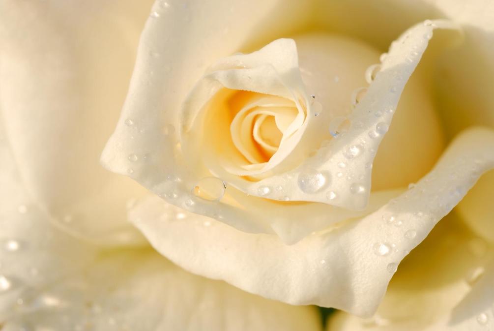 Фотообои Кремовая роза с росой