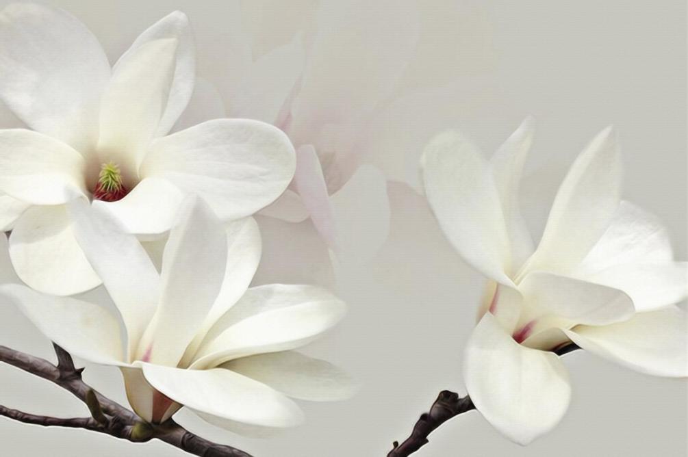 Фотошпалери Білі квіти магнолії