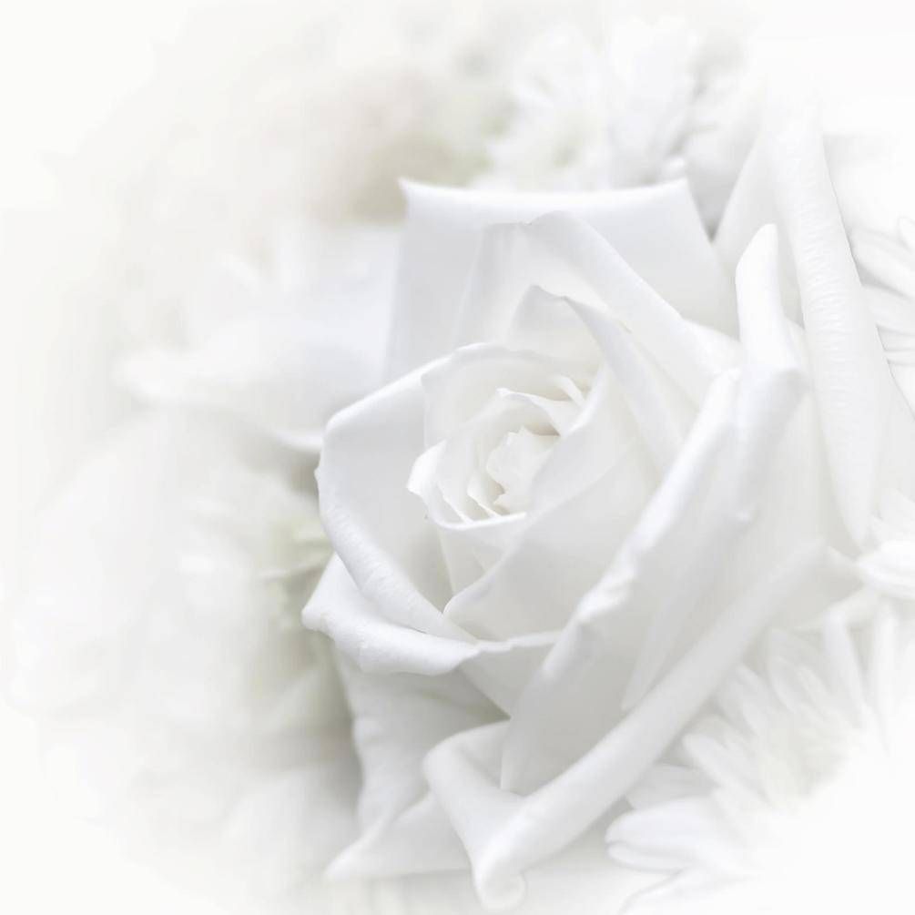 Фотошпалери білосніжна троянда